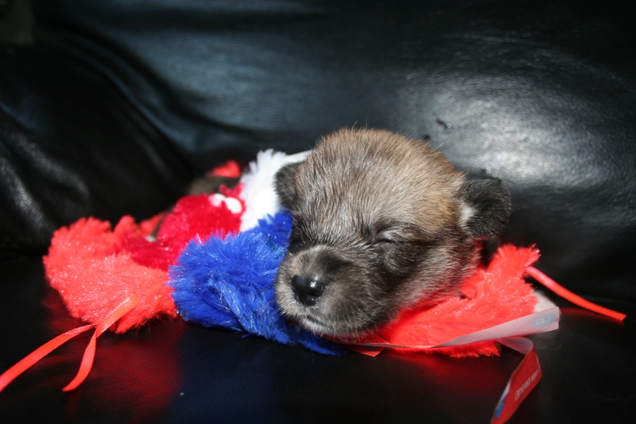 Puppies